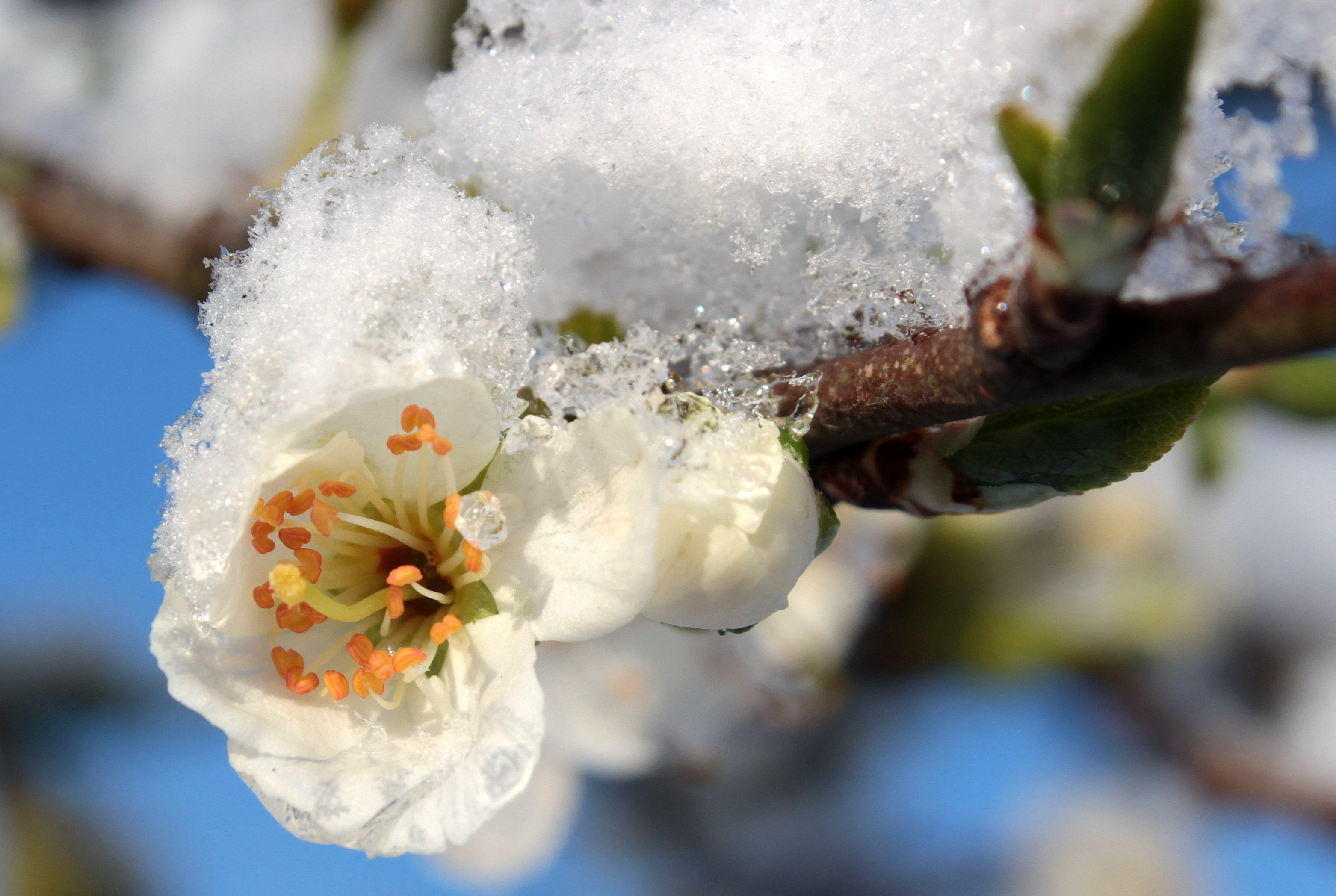 Snow blossom. Цветущая яблоня в снегу.