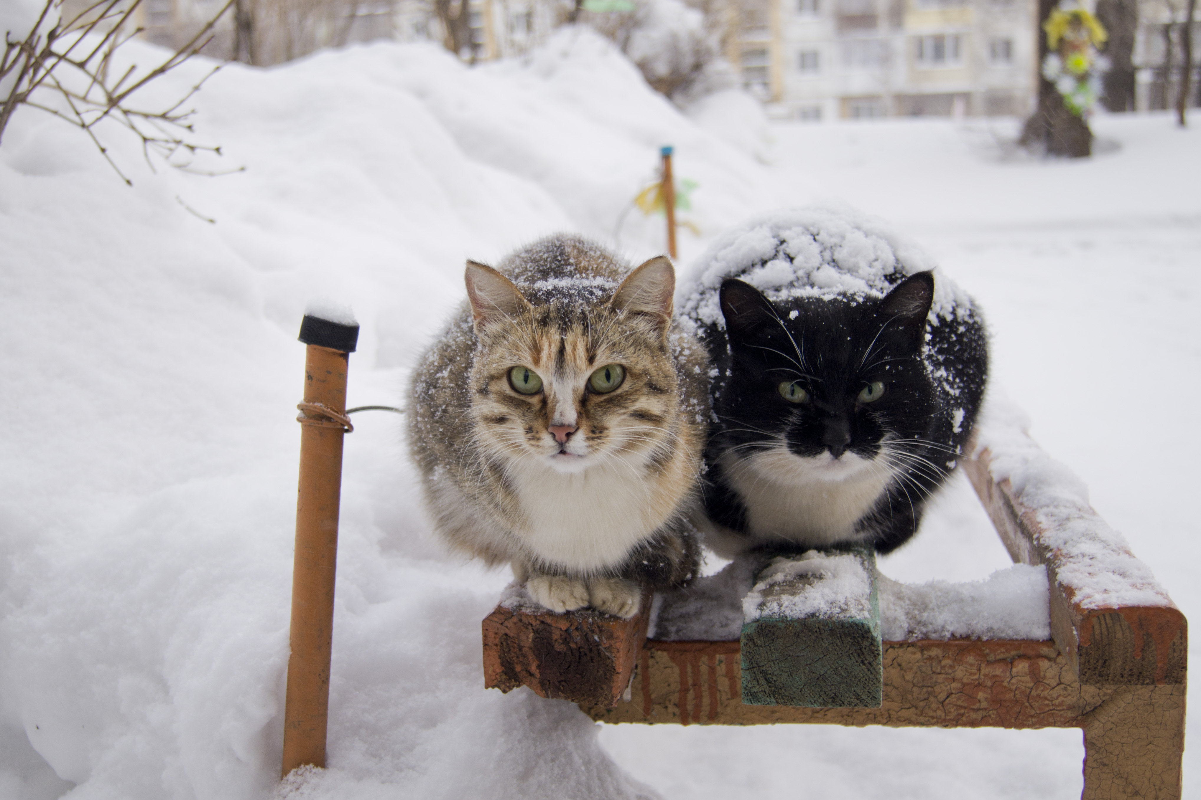 Winter together. Бездомные кошки зимой. Бродячие кошки зимой. Зимние коты много/. Кошачьи забавы зимой.