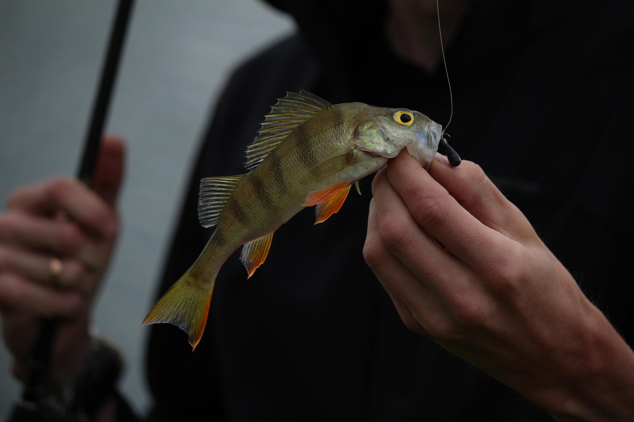 Какая рыба обитает в реке Клязьма?