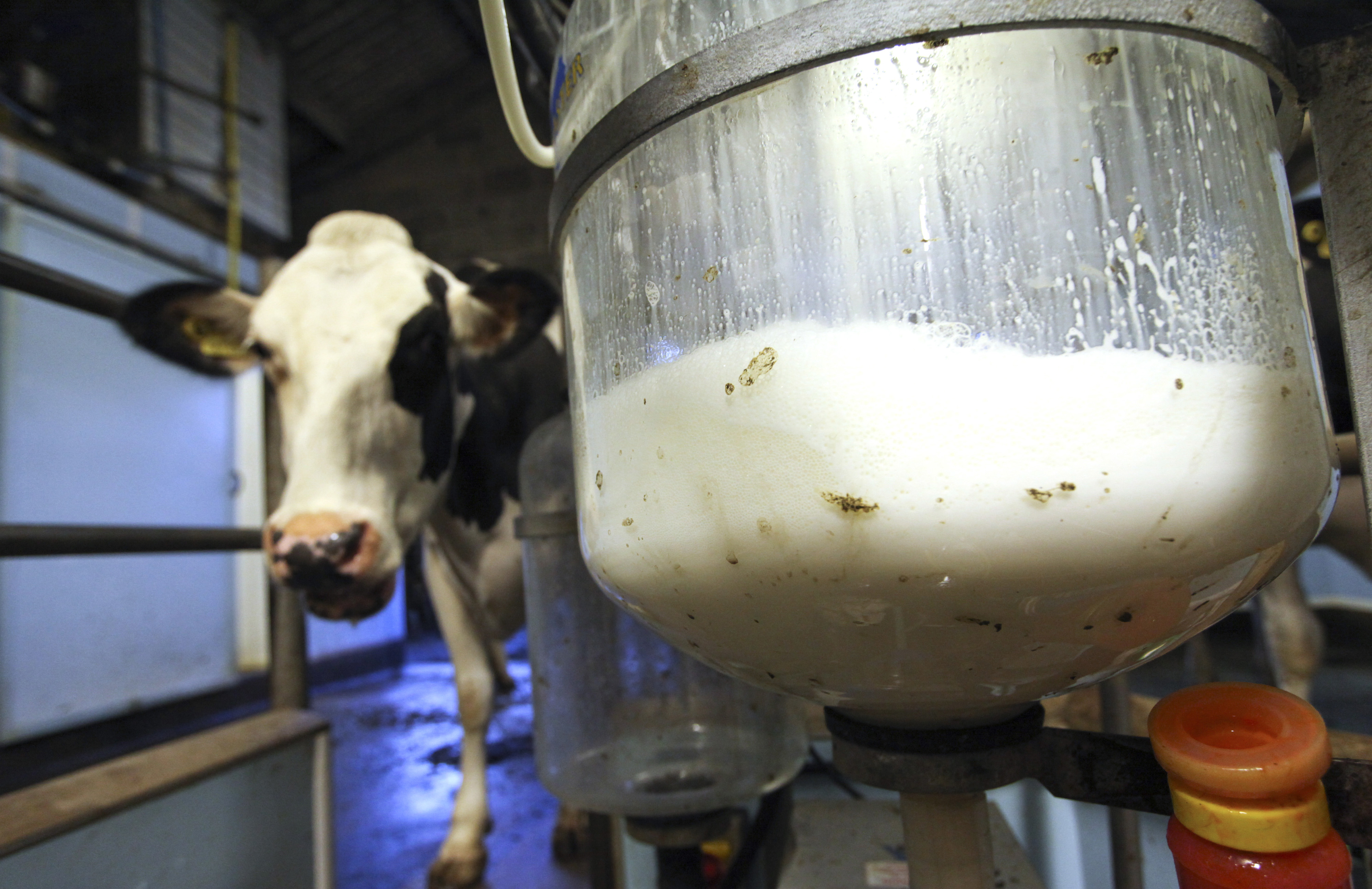 Молоко полученное от коровы 5. Корова молоко. Сырое молоко. Корова для молока. Сырье для молочной продукции.