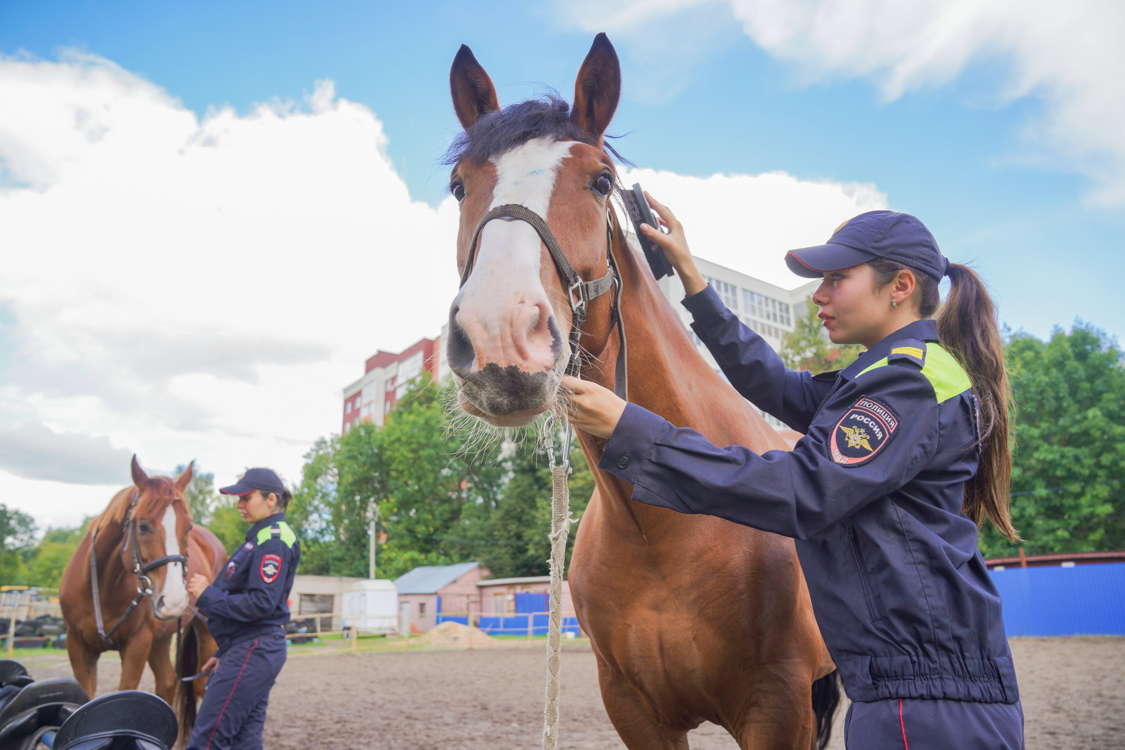  У служебных лошадей интересные клички: Боярин, Рейдер, Партос,  Або, Тузлук, Серж, Кеша...