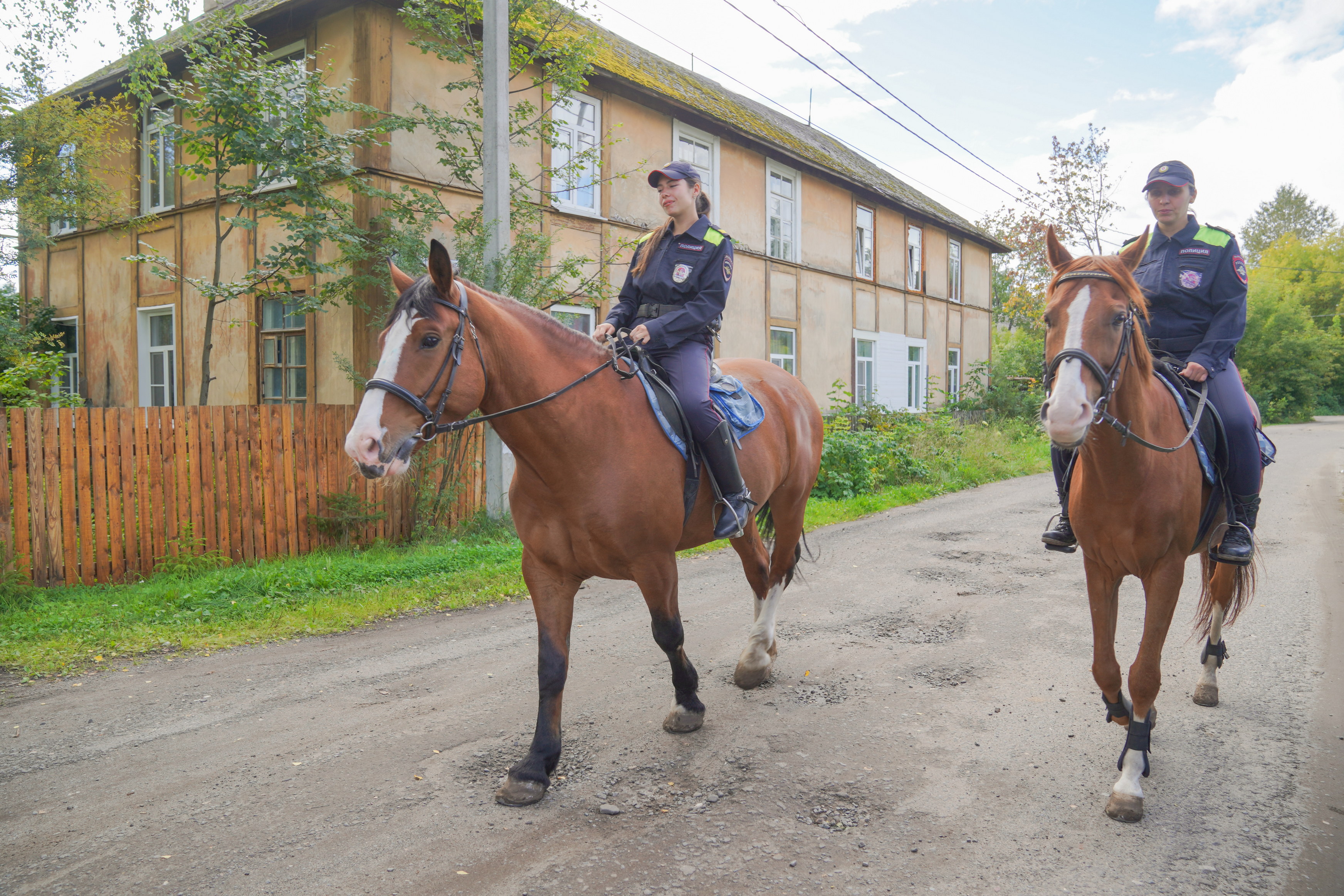 При выборе будущих четвероногих стражей порядка предпочтение отдают орловской, донской, ганноверской, тракененской породам.