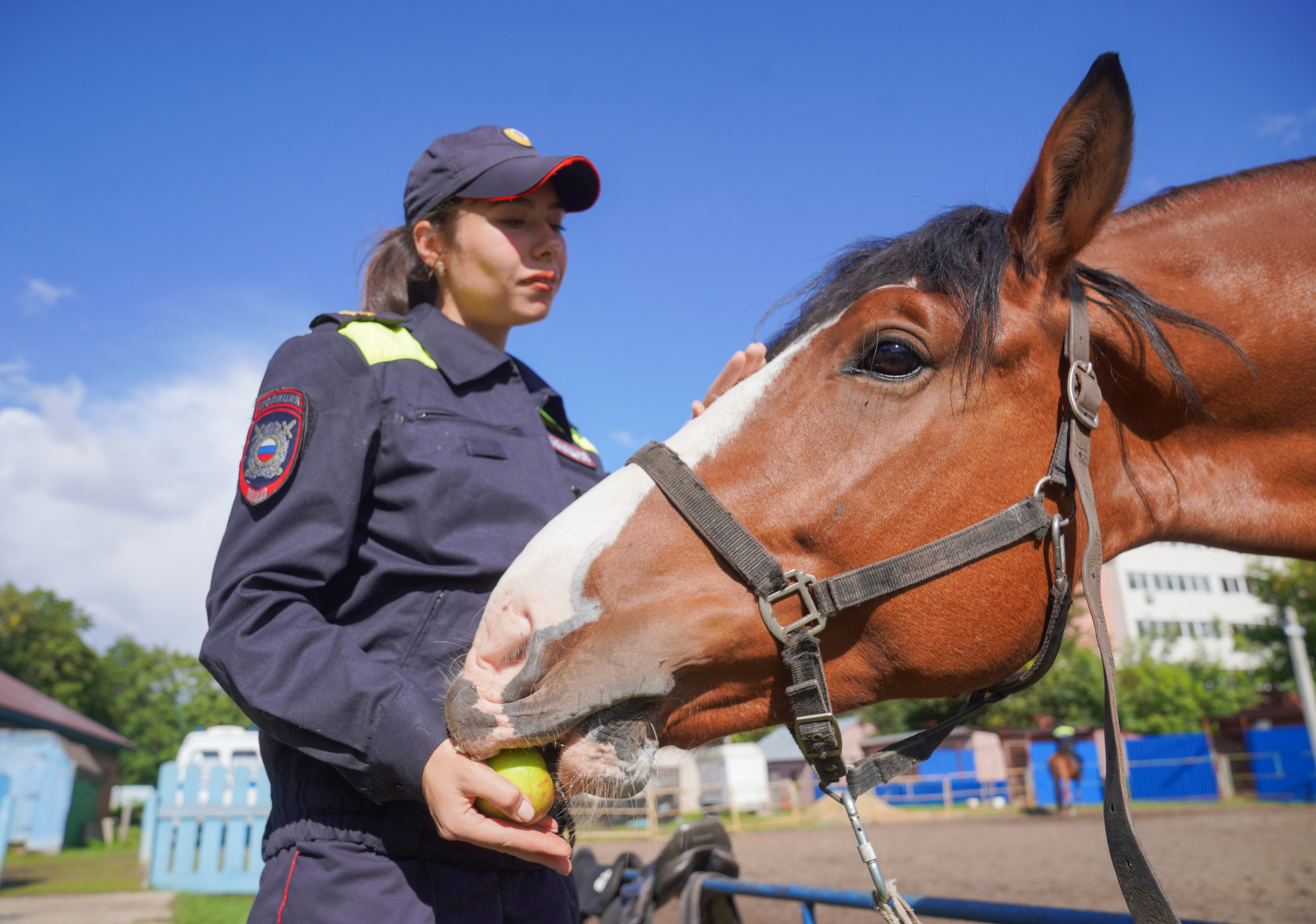 За хорошо выполненную работу владимирского тяжеловоза по кличке Боярин угощают яблоком, морковкой или сахаром.
