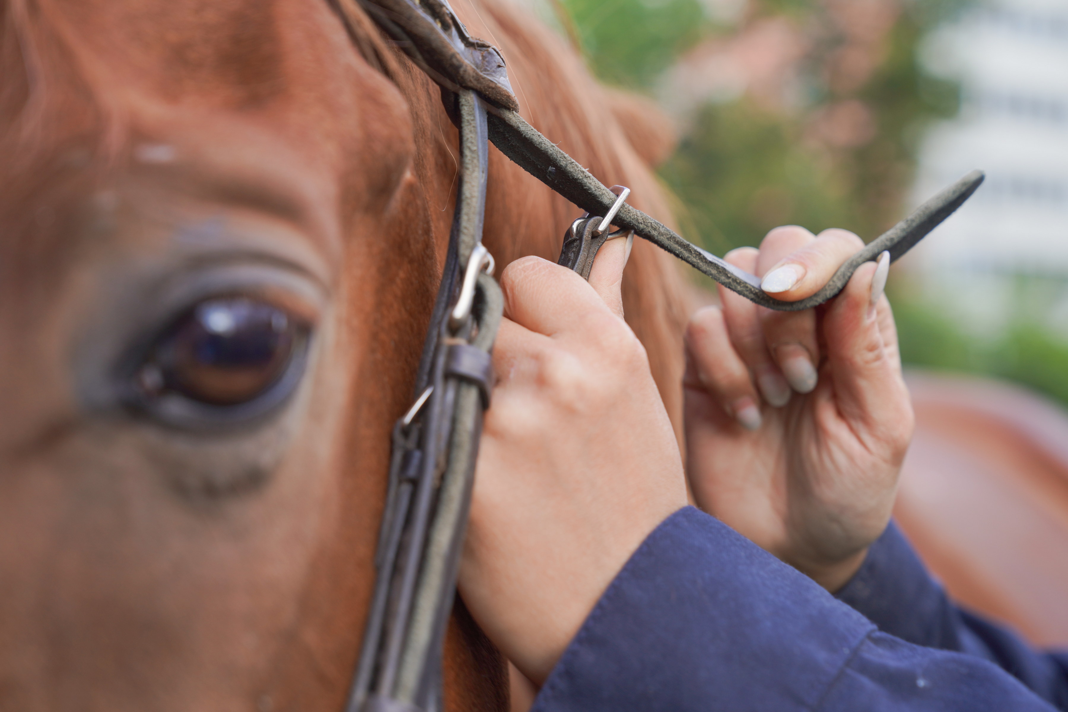 Предельный срок службы лошади - 16 лет.
