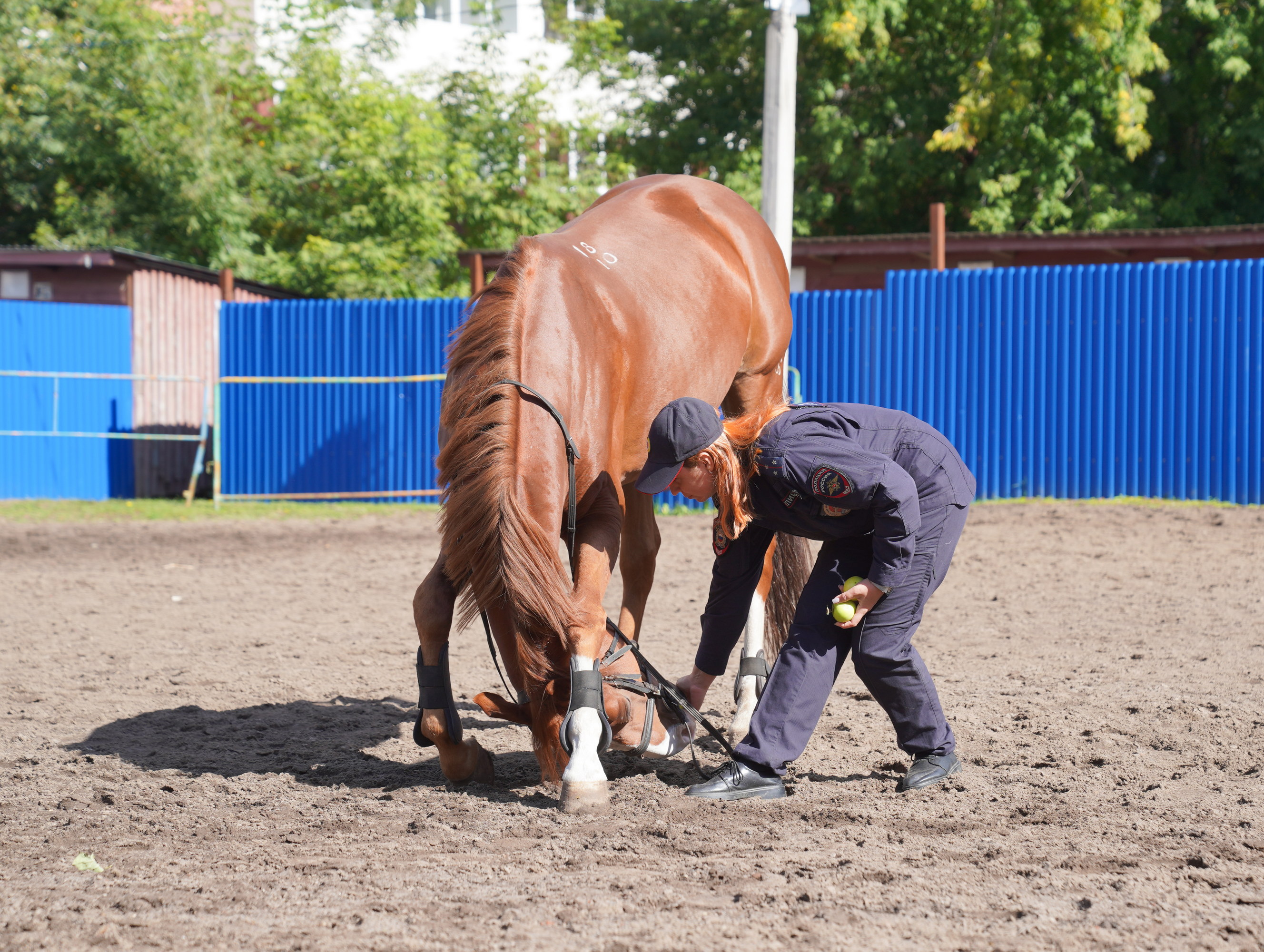 На службе состоит 9 сотрудников, из них 8 девушек. В прошлом все они - воспитанницы конноспортивных секций.