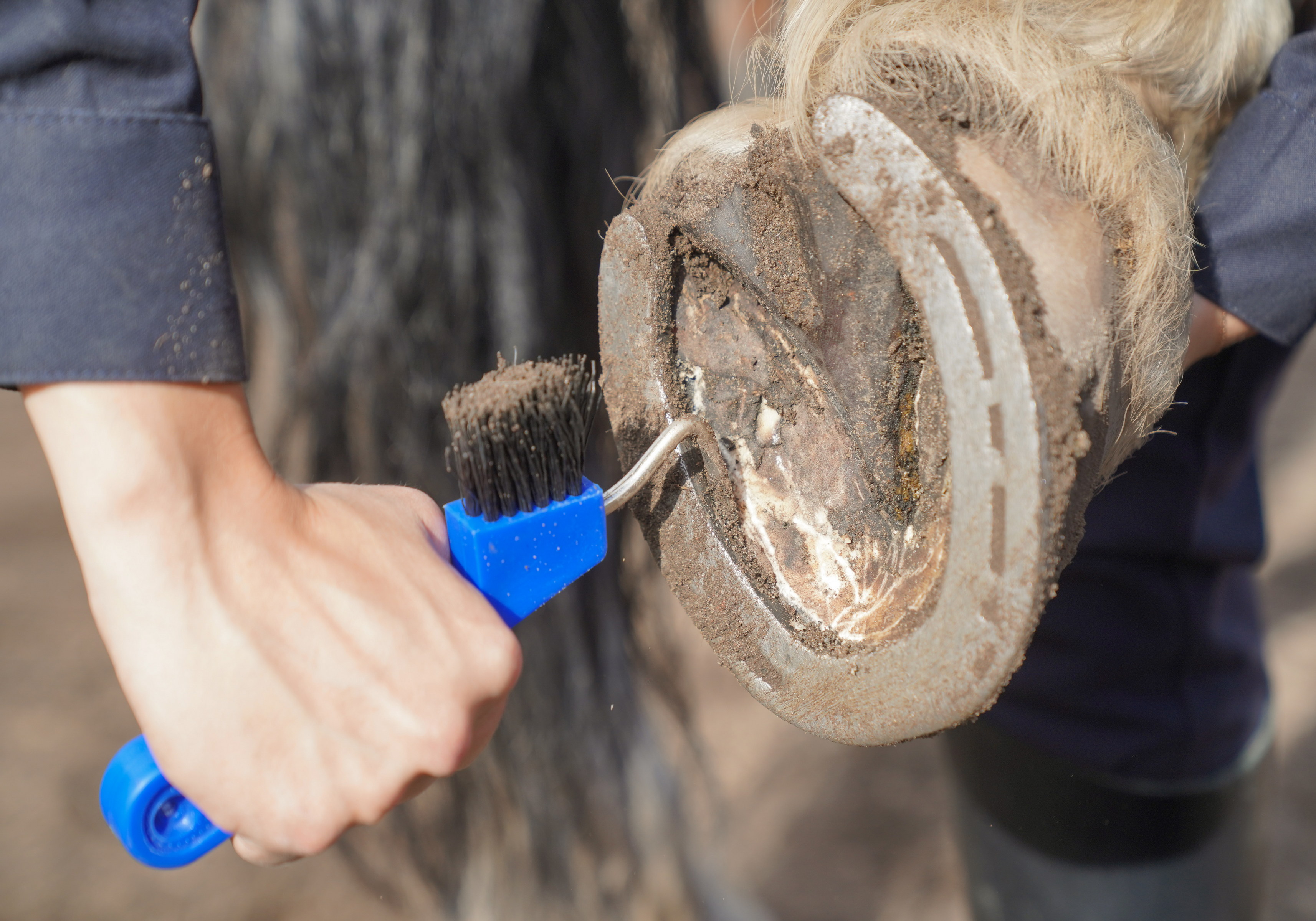Копытный крючок используется для удаления земли, грязи, навоза и застрявших камешков из копыт лошади.